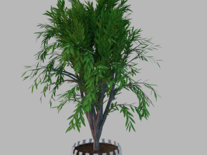 tree in a pot Modèle 3D