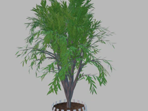 albero in vaso Modello 3D