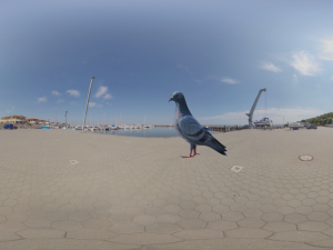pigeon Model 3D