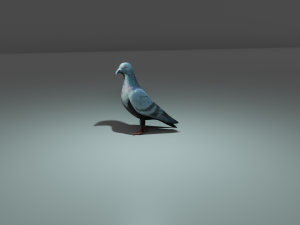 pigeon Model 3D