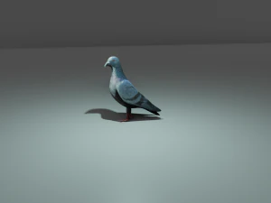 piccione Modello 3D