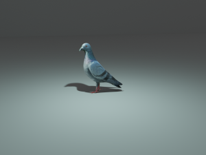 pigeon Model 3D