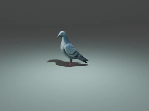 piccione Modello 3D