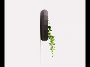Plant on the wall 3D Model