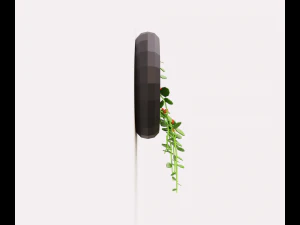 Plant on the wall 3D Model