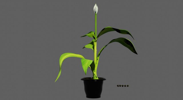 spathiphyllum 3Dモデル .c4d .max .obj .3ds .fbx .stl .blend 