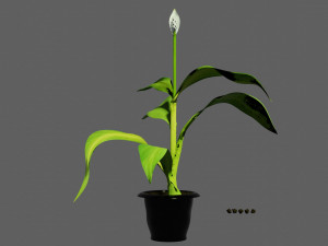 spathiphyllum 3D Модель