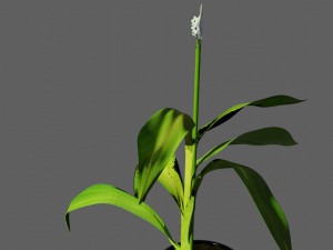 spathiphyllum 3Dモデル