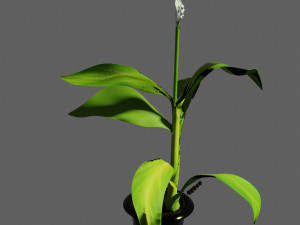 spathiphyllum 3Dモデル