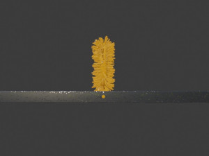 brush Modelo 3D