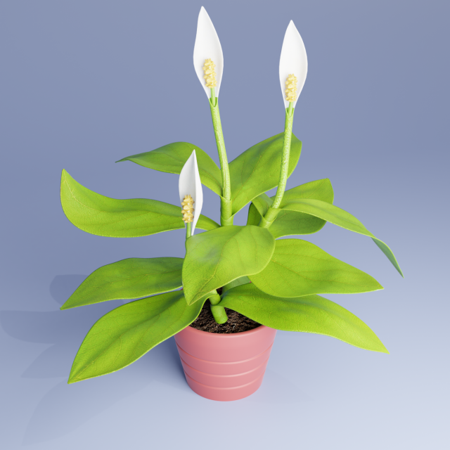 spatifillum plant Modelo 3D .c4d .max .obj .3ds .fbx .stl .blend 