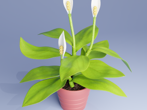 spatifillum plant 3D 모델