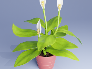 spatifillum plant Modelo 3D