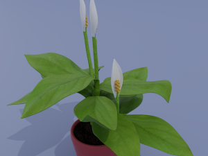 spatifillum plant Modelo 3D
