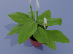 spatifillum plant Modelo 3D