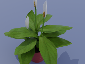 spatifillum plant Modelo 3D