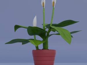 spatifillum plant Modelo 3D