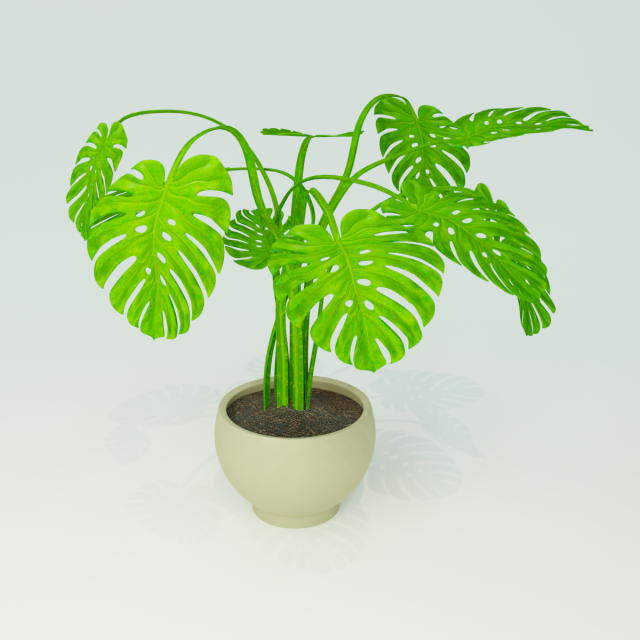 monstera plant Model 3D .c4d .max .obj .3ds .fbx .stl .blend 