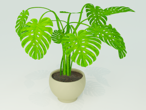 monstera plant Model 3D