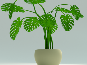monstera plant Model 3D