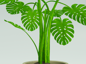 monstera plant Model 3D