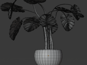 monstera plant Model 3D