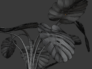 monstera plant Model 3D