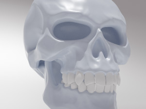 stylized skull 3D 모델