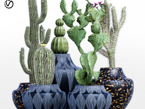 cactus collection-001 3D Model