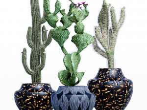 cactus collection-001 3D 모델