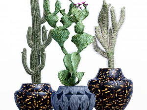 cactus collection-001 3D Model