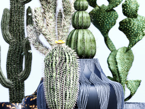 cactus collection-001 3D 모델