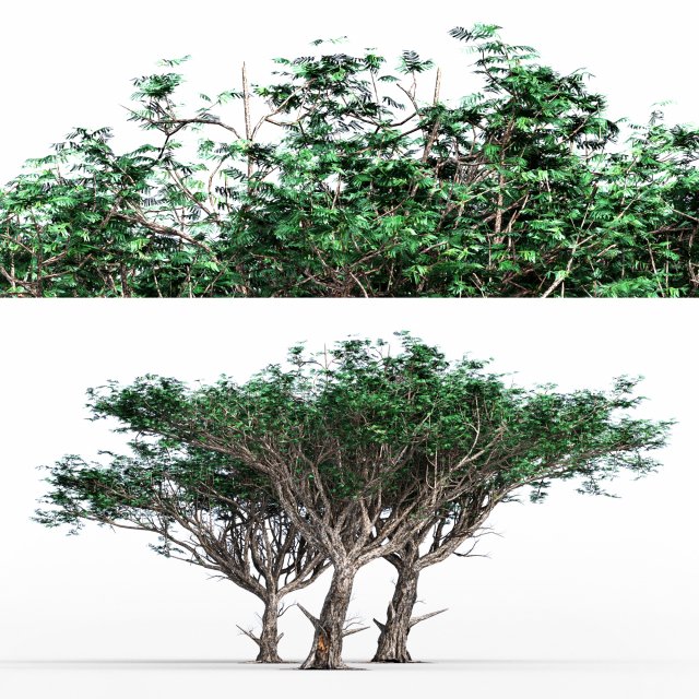 Acacia tree 3D-Modell .c4d .max .obj .3ds .fbx .stl .blend 