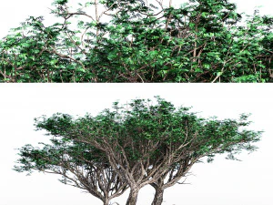 Pohon akasia Model 3D