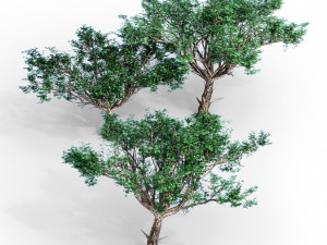 Acacia tree 3D-Modell