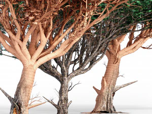 Acacia tree 3D Model
