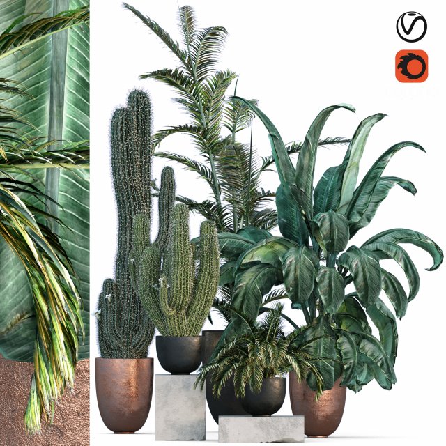 Plant collections 002 3D-Modell .c4d .max .obj .3ds .fbx .stl .blend 