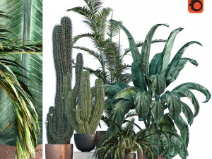 Koleksi tanaman 002 Model 3D