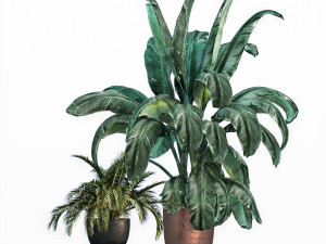 Plant collections 002 3D-Modell