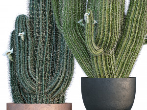 Plant collections 002 3D-Modell