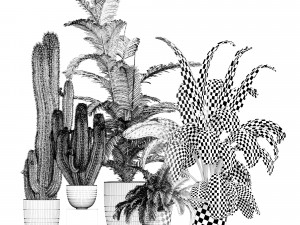 Plant collections 002 3D-Modell