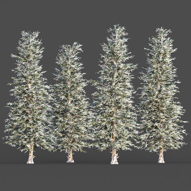 Blue spruce winter Modèle 3D .c4d .max .obj .3ds .fbx .stl .blend 