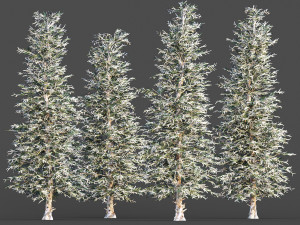 Blue spruce winter 3D Model
