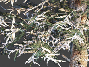 Blue spruce winter Modèle 3D