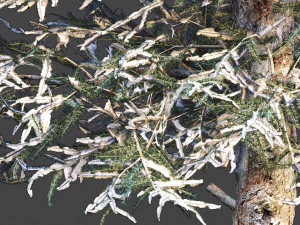 Inverno di abete rosso blu Modello 3D