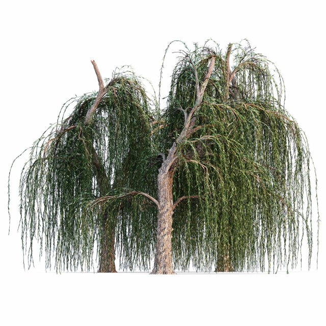 Weeping willow Modelo 3D .c4d .max .obj .3ds .fbx .stl .blend 