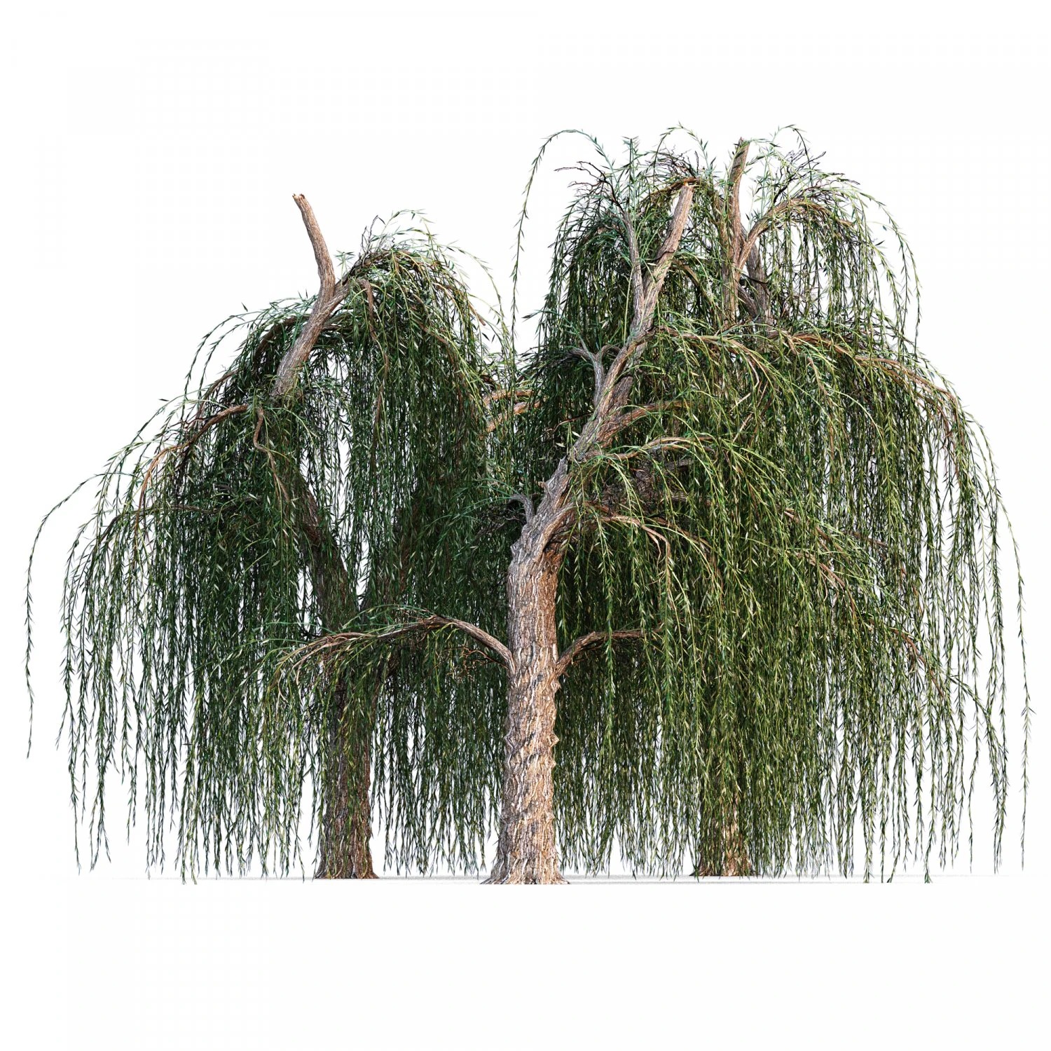 Weeping willow 3D Model .c4d .max .obj .3ds .fbx .stl .blend 