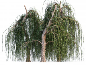 Weeping willow 3D Model