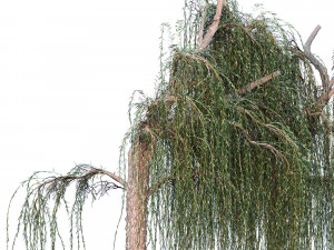 Weeping willow Modelo 3D
