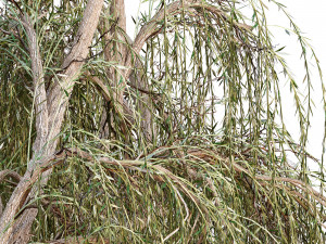 Weeping willow Modelo 3D